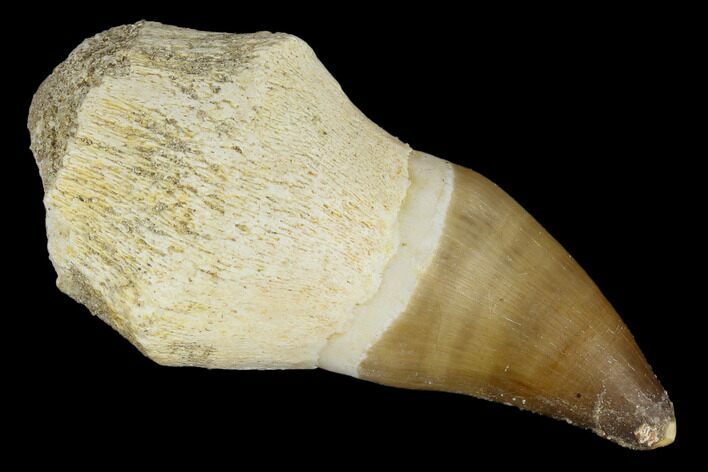 Fossil Rooted Mosasaur (Prognathodon) Tooth - Morocco #116872